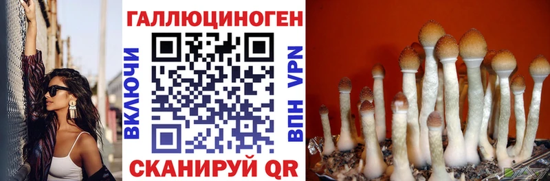 Купить где  Ельня  Галлюциногенные грибы Psilocybine cubensis 